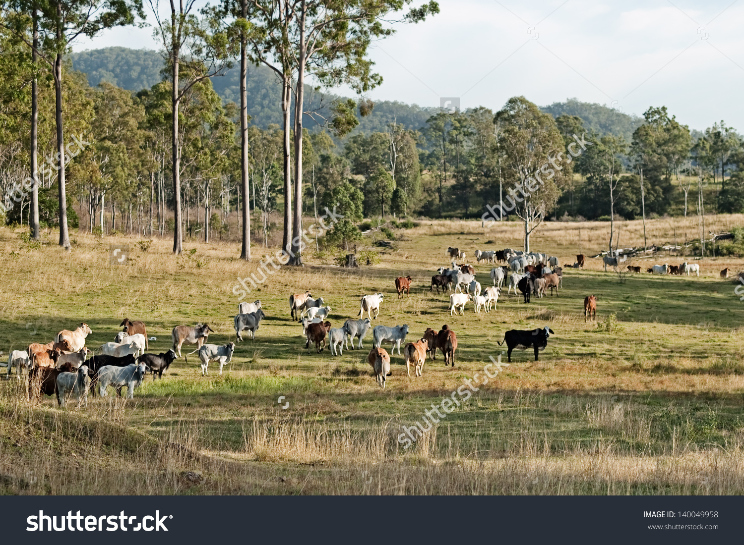 stock-photo-australian-country-landscape-beef-cattle-on-rural-ranch ...