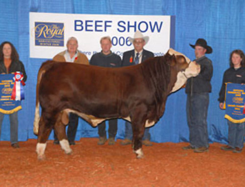 Royal record for the sale of a Grand Champion bull