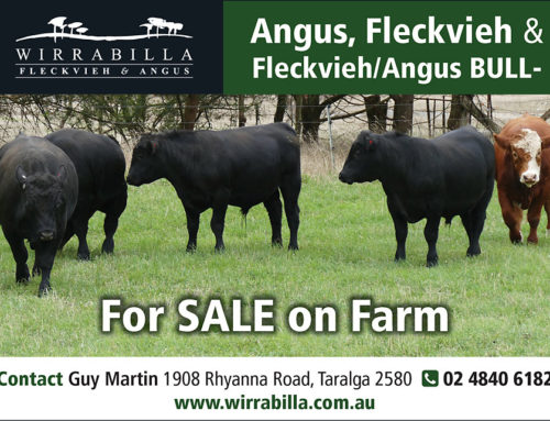 Bulls for Sale on Farm