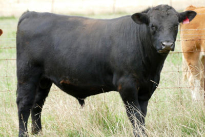 wirrabilla-bulls-3