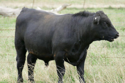 wirrabilla-bulls-4