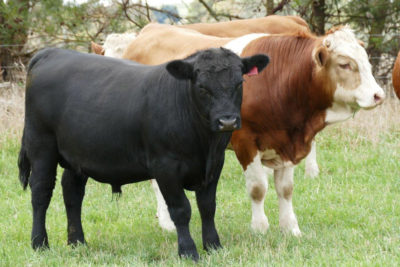wirrabilla-bulls-5