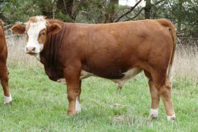 wirrabilla-bulls-6