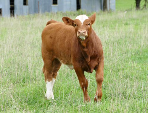 King of Jungle heifer Autumn 2017