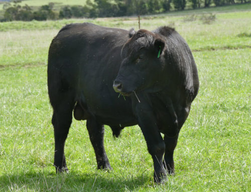 Bull for Sale on Farm