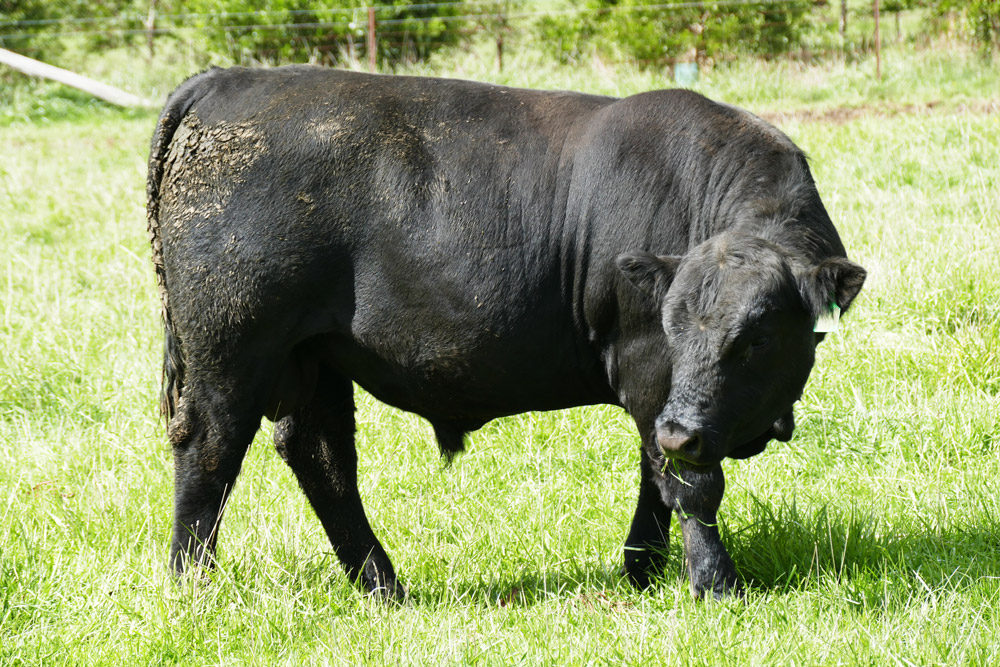 Spring-2015-Angus-bull-4