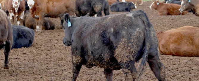 Fleckvieh/Angus heifers Hardwicks - Cootamundra