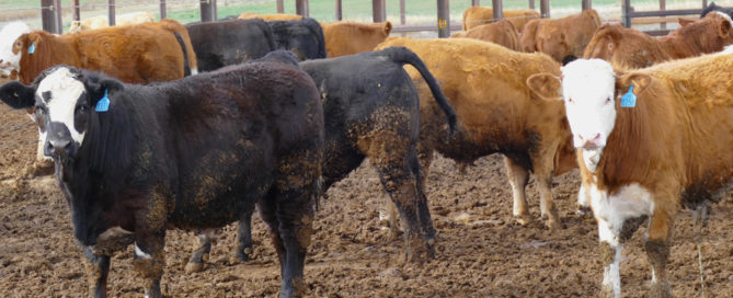 Fleckvieh/Angus steers Hardwicks - Cootamundra