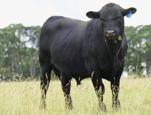 Bulls for Sale 2019