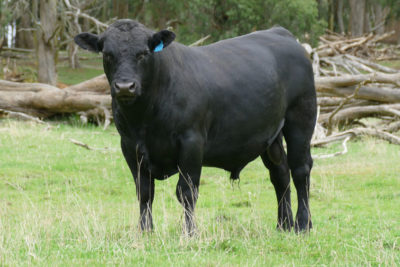 Angus bull
