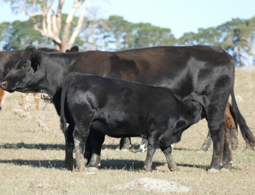 Aiming for good calves even in the tough seasons