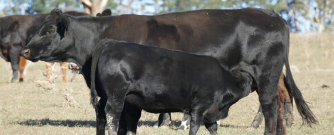 Cow and 2018 Fleckvieh/Angus Spring Calf