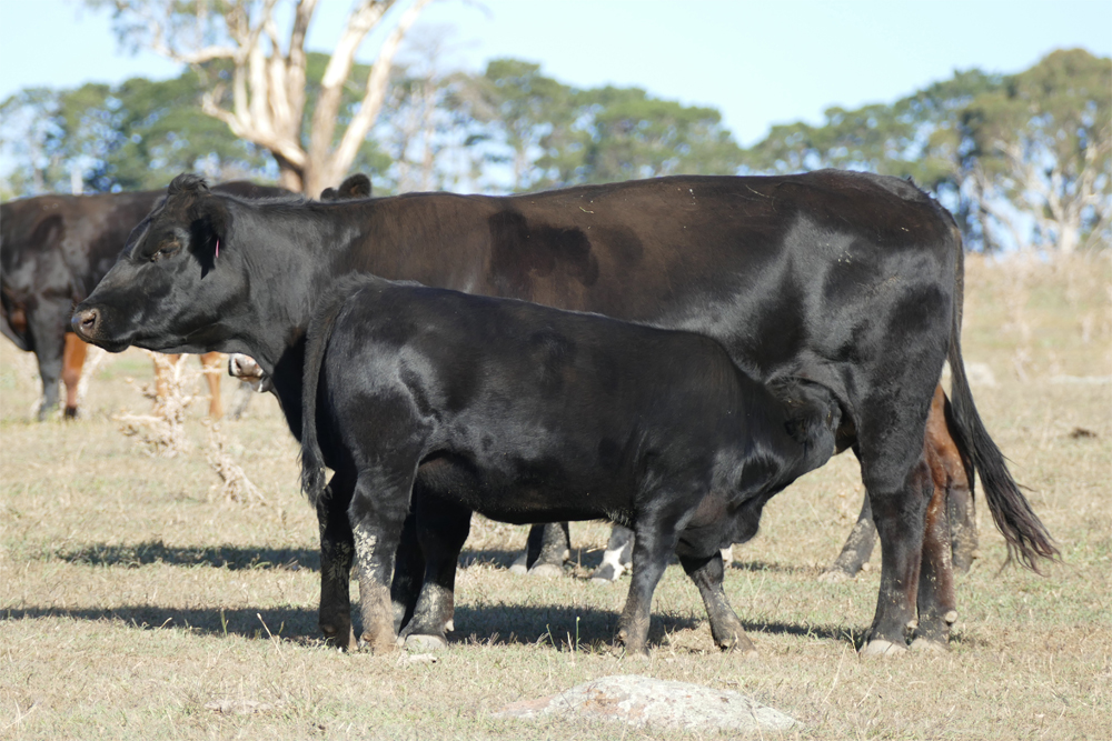 Cow and 2018 Fleckvieh/Angus Spring Calf