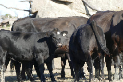 Cows & 2018 drop Fleckvieh/Angus Spring Calves