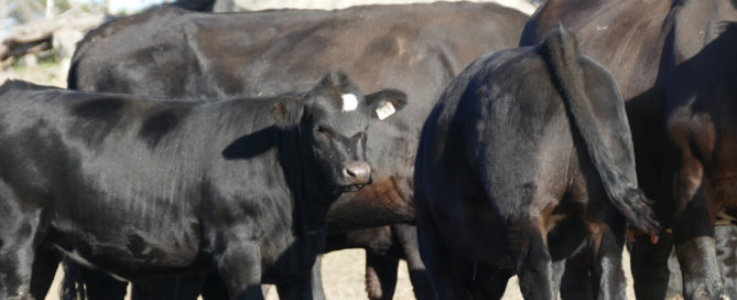 Cows & 2018 drop Fleckvieh/Angus Spring Calves