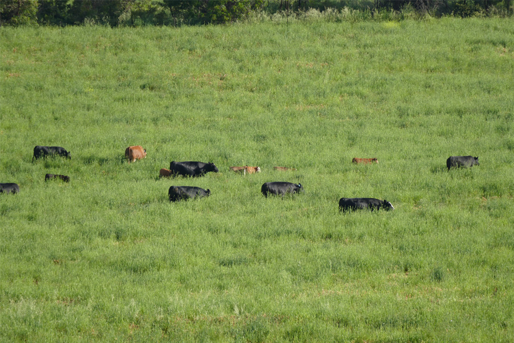 Wirrabilla country